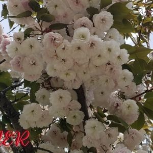 Meet your Posher, Clara